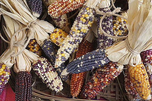 Genetic diversity of corn is declining in Mexico