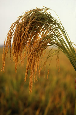 Genomic prediction: pilot study on hybrid rice