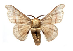 Despite wind, silk moth finds a distant mate