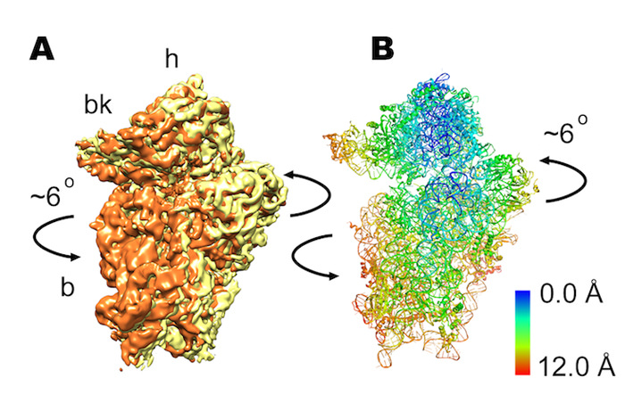 The newly discovered rolling movement shown in (A) three-dimensional cryo-electron microscopy image of ribosome, and (B) computer-generated atomic-resolution model of the human ribosome consistent with microscopy.