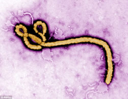  Wanted: Ebola immune response data